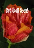 sweet sentiments 2 - get well soon